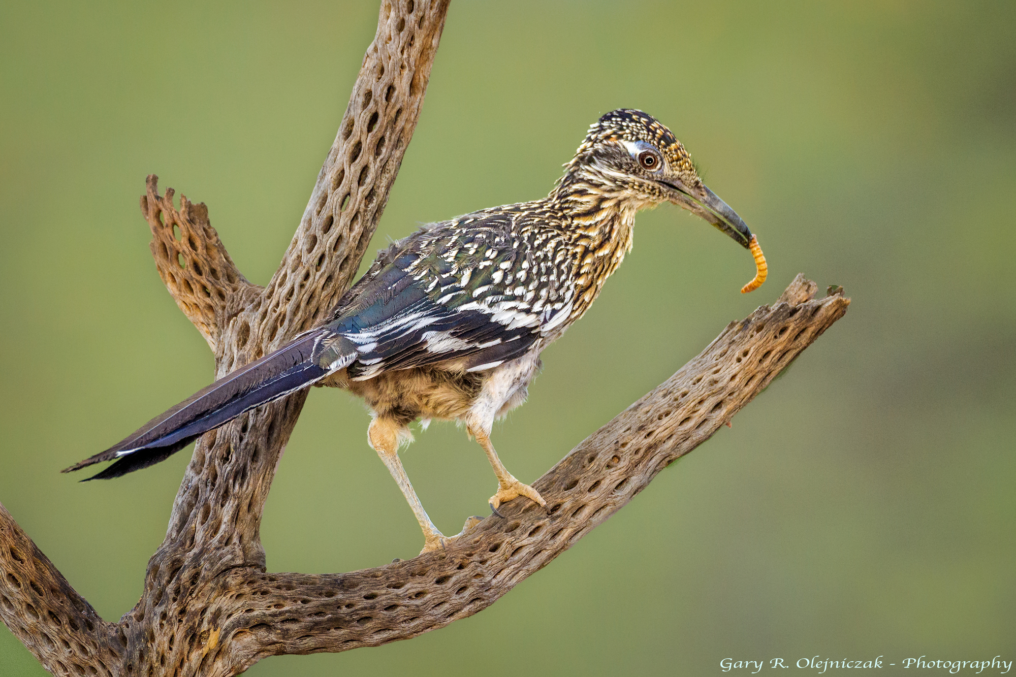 Greater Roadrunner (Geococcyx californianus)