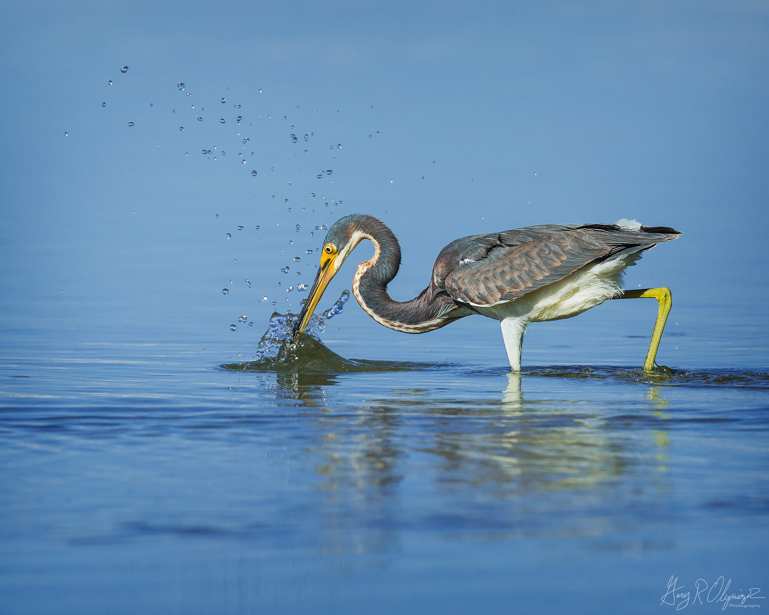 Tri-colored Heron