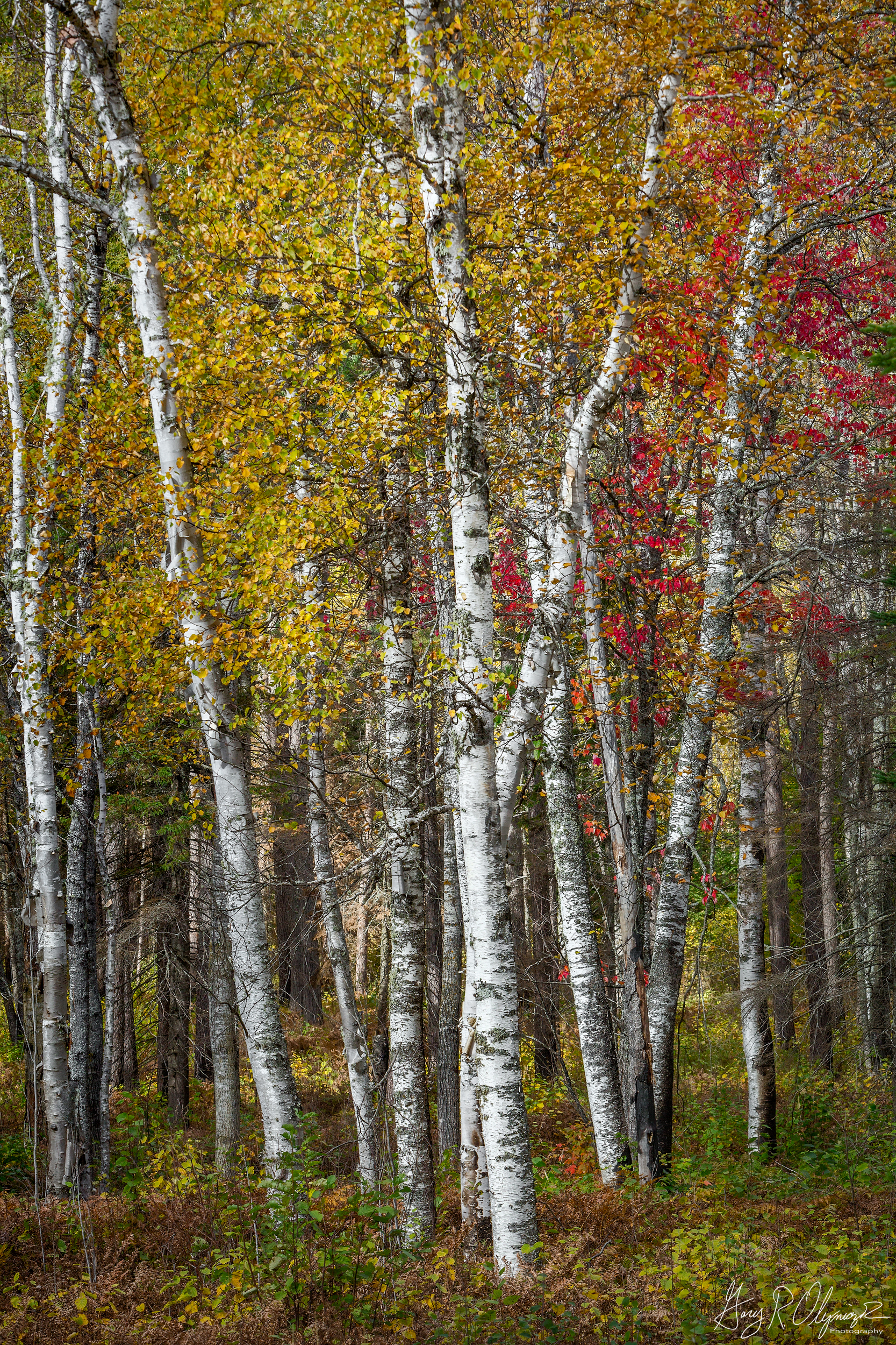Woodland Colors